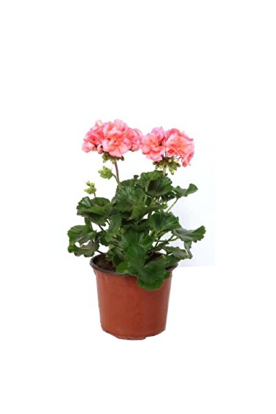 Mimoza Bitki Market Saksılı Açık Pembe Yavruağzı Sardunya Çiçeği 10-20 Cm