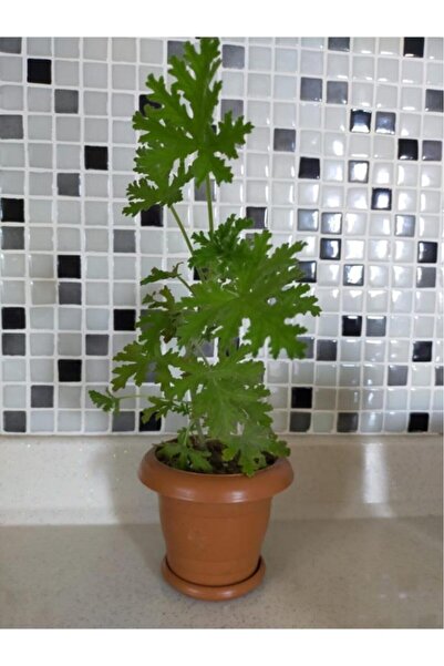 zarif çiçek Gül Kokulu Itır Çiçeği 10-20 Cm