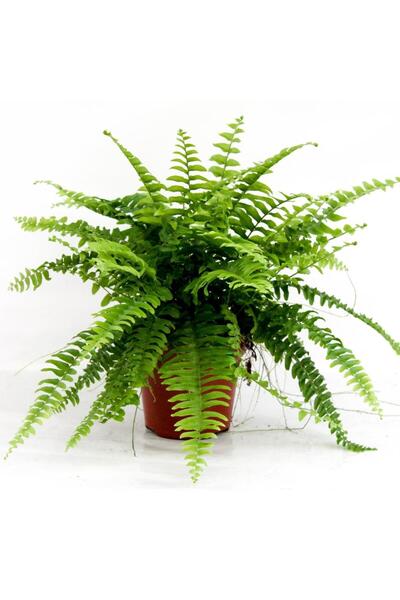 Mimoza Bitki Market Aşk Merdiveni Nephrolepis Fidanı 10-20 Cm