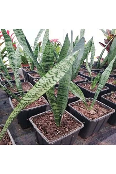 Mimoza Peygamber Kılıç Çiçeği Sansevaria Paşa Kılıcı 10-20 cm