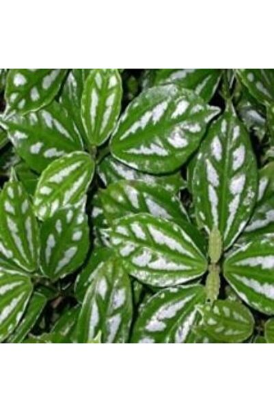 ADA ÇİÇEK EVİ Gümüs Karyağdı Begonya Alüminyum Çiçeği 10-20 Cm