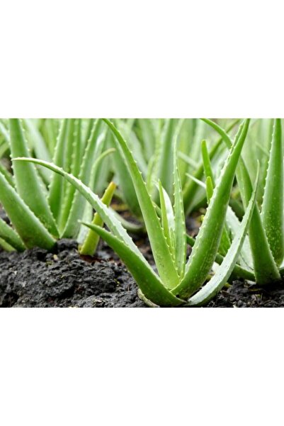 Aloe Sevgililer Günü Alovera Çiçeği 14 Cm.lik, Yavrulayan Bitkidir.