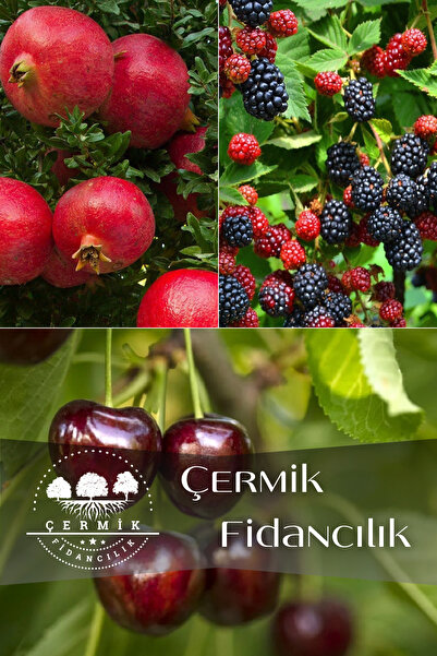 ÇERMİK FİDANCILIK 3 Çeşit Karışık Meyve Fidanı Hicaz Nar , Böğürtlen Ve Napol...