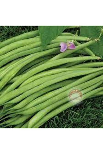 Köy Tohumları 10 Adet Tohum Nadir Organik Uzun Sırık Çin Fasulyesi Fasülye To...