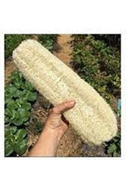 Köy Tohumları 1 Adet 35 Cm Uzunluk Organik Lif Kabağı Sünger Bulaşık Banyo Ka...