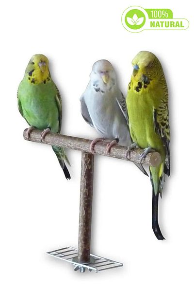Alyones Bird Stand Tabletop – Portable T-Stand, Playground for Small and Medium Parrots