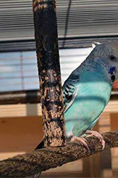 Alyones Bird Stand Tabletop – Portable T-Stand, Playground for Small and Medium Parrots