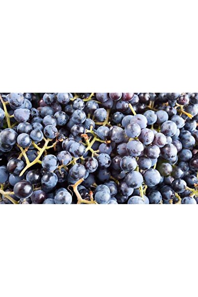 bitkifidan 2 Yaş Kokulu Laz Üzümü Fidan