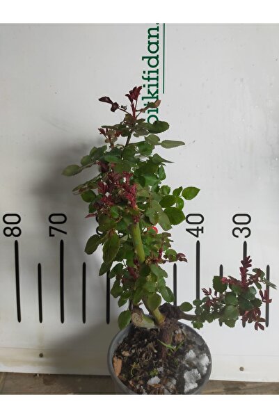 bitkifidan 2 Yaş Aşılı Yerli Gül Fidanı-beyaz Renk