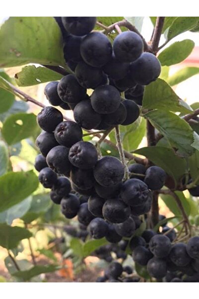 bitkifidan 2 Yaş Aronya Fidanı