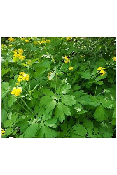 AnkaBahçe Kırlangıç Otu Tohumu