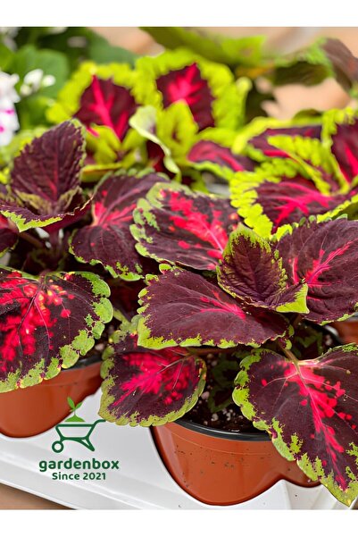 serada decor & plant Kolyos Yaprak Güzeli Cam Güzeli 1 ADET Saksılı 15-25Cm