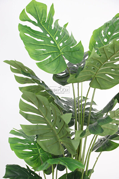 Yapay Çiçek Deposu Yapay Deve Tabanı Ağacı (monstera Ağacı) Gerçek Dokulu 21 Yapraklı 170 Cm