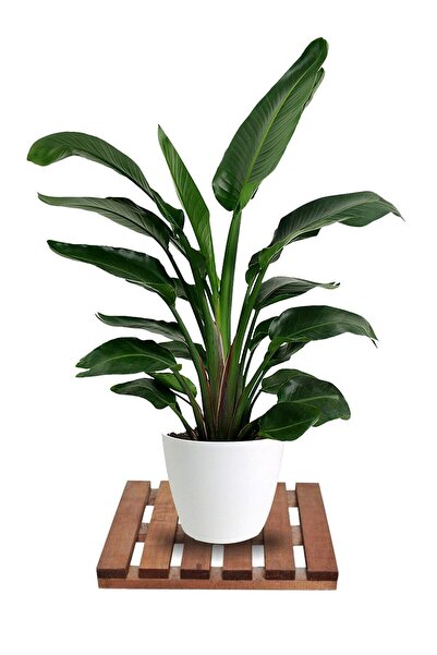 MAVİ TREND Tekerleksiz Ahşap Saksı Altlığı Damacana Tüp Saksı Sehpası 30x30 Cm