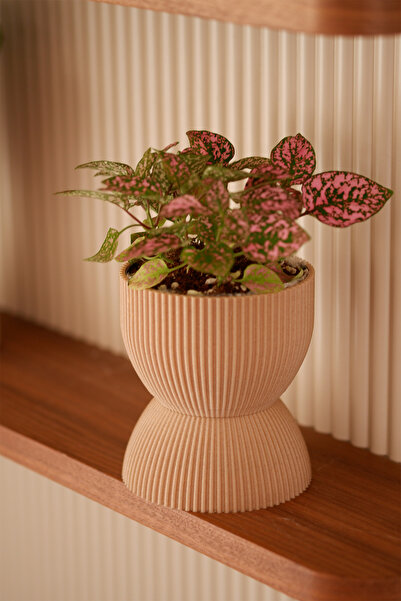 Alwen FİONA Serisi | Fiona Mini | Sukulent Saksısı | Kaktüs Saksısı | Ev Deko...