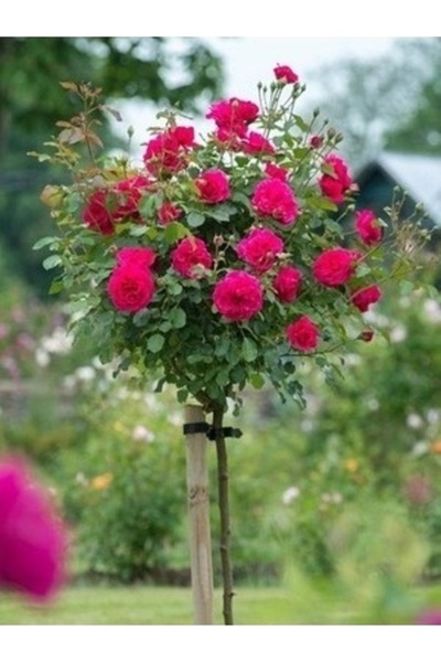 Tohumcumm 10 Adet Tohum Nadir Organik Kırmızı Baston Gül Tohumu Mezarlık Kabi...