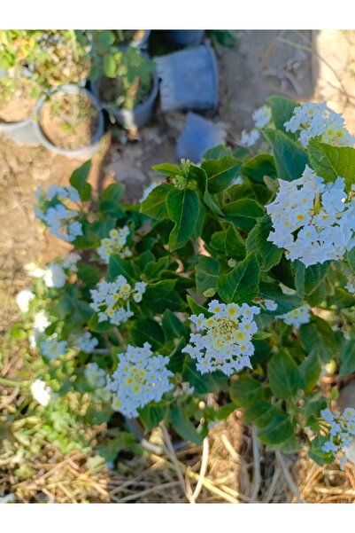 AYDOĞDU Bodur Beyaz Renk Ağaç Minesi Lantana camara, 20 cm, Saksıda