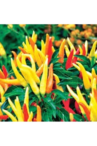 Köy Tohumları 100 Adet Tohum Turşuluk Acı İnce Süs Biberi Tohumu Organik Bibe...