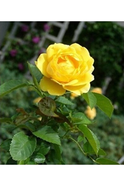 Köy Tohumları 5 Adet Tohum Nadir Organik Isparta  Sarı Gül Ağaç Tohumu Hediye Tohumlu