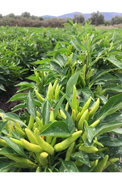 Köy Tohumları 100 Adet Tohum Acı Süs Arnavut Biber Tohum Turşuluk Hobi Balkon...