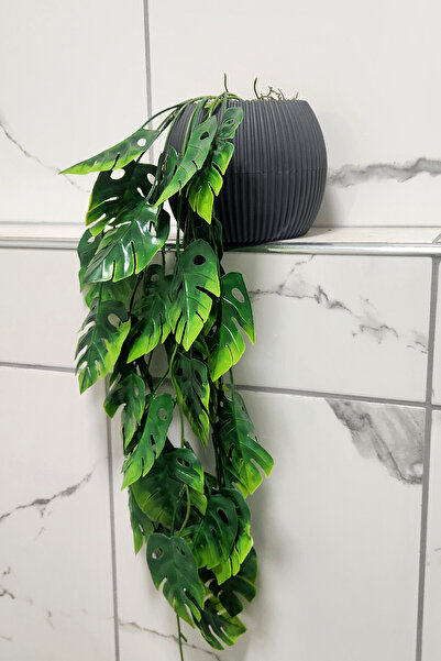 ALSHOP Saksıda Deve Tabanı Saksı Çiçek Sarkıt Süsleme 50 Cm Antrasit