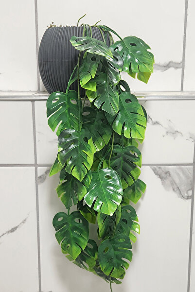 ALSHOP Saksıda Deve Tabanı Saksı Çiçek Sarkıt Süsleme 50 Cm Antrasit