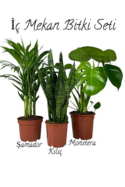 Bitkim Sende İç Mekan Salon Seti Şamador(15-30cm)-Yeşil Kılıç(20-40cm)-Deve T...