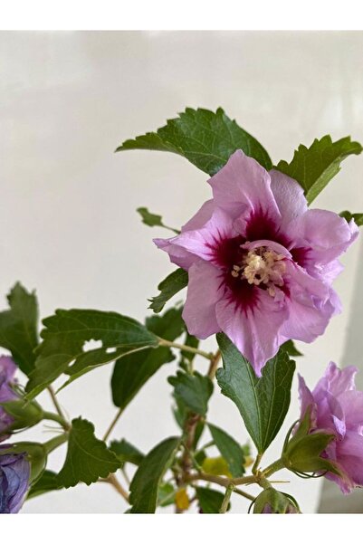 Marshmallow Tree Sapling 1 Potted 40-60cm (Althaea Officinalis)