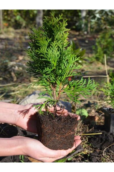 serada decor & plant Cupressus Leylandii 40 Adet Leylandi Çam Ağacı Fidanı 10...