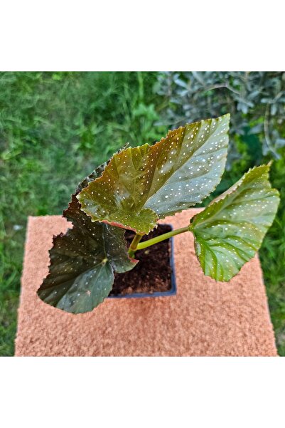 Genel Markalar Çilli Begonya Oval Kenar 15 - 20 cm 9 luk Saksıda