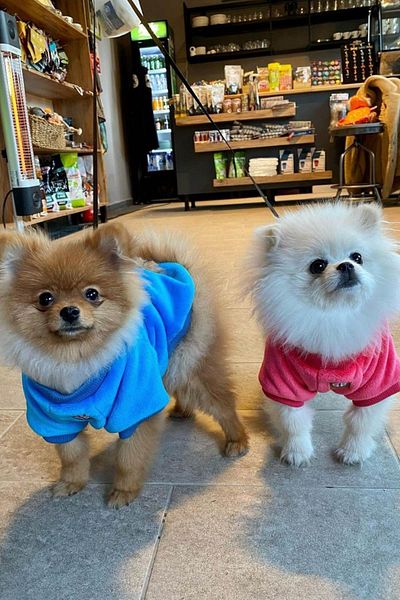 salya store Ultra Soft Velvet Texture - Small and Medium Breed Dog Outfit