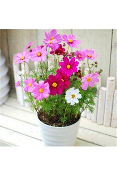 Köy Tohumları 10 Adet Tohum Karışık Renkli Kosmos Cosmos Çiçeği Tohumu Yeni T...