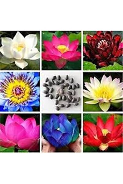 Köy Tohumları 5 Adet Tohum Nadir Karışık Lotus Çiçeği Tohumu Kutsal Asya Lotu...