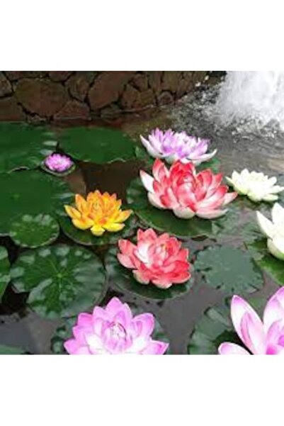 Köy Tohumları 10 Adet Tohum Nadir Karışık Renkli Lotus Nilüfer Su Çiçeği Tohumu Organik Su Çiçeği Tohumu