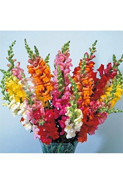 Köy Tohumları 15 Adet Tohum Nadir Karışık Aslanağzı Aslan Ağzı Çiçeği Tohumu ...