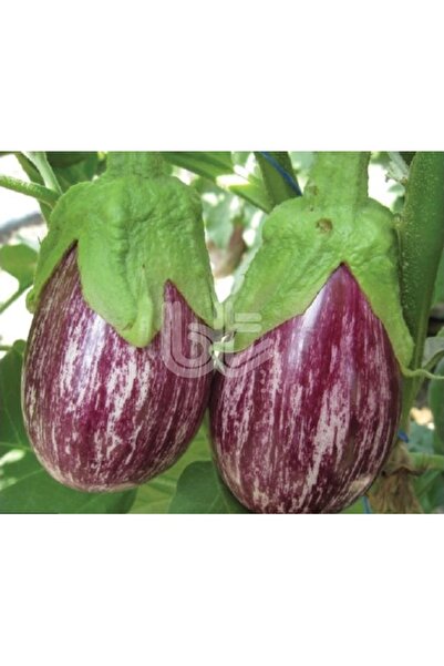 Köy Tohumları 20 Adet Tohum Nadir Çizgili Dolmalık Patlıcan Tohumu Organik Kö...