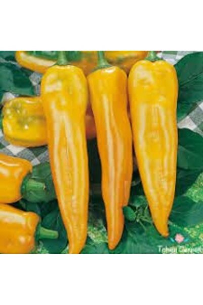 Tohumcumm 50 Adet Tohum Organik Sarı Kapya Biber Tohumu Acı Kapya Biberi Tohu...