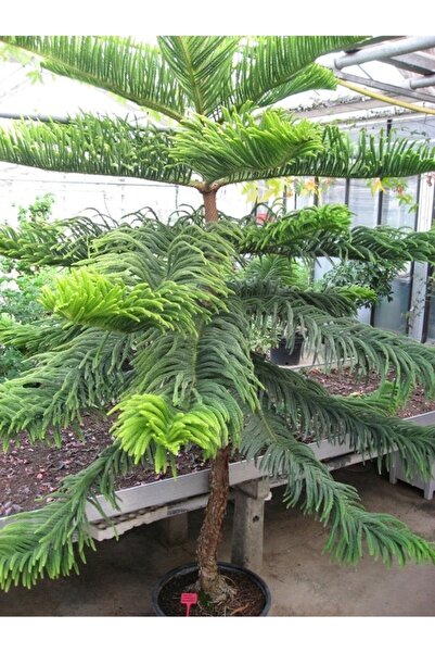 Köy Tohumları 15 Adet Tohum Nadir Organik Arakorya Araucaria Çam Ağaç Tohumu Salon Arakorya Çamı Tohumu