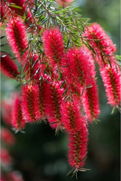 AYDOĞDU Saksıda Fırça Çalısı Fidanı 130/150 cm