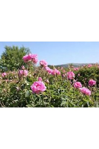 Mimoza Bitki Market Tüplü Reçellik Kokulu Pembe Isparta Gülü Fidanı 15-25 Cm