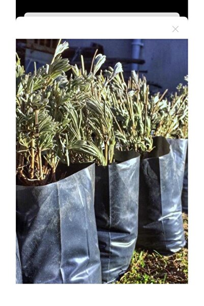 Mimoza Antre Koridor Için Lavanta Fidanı 10 Adet 15-25 Cm Intermedia