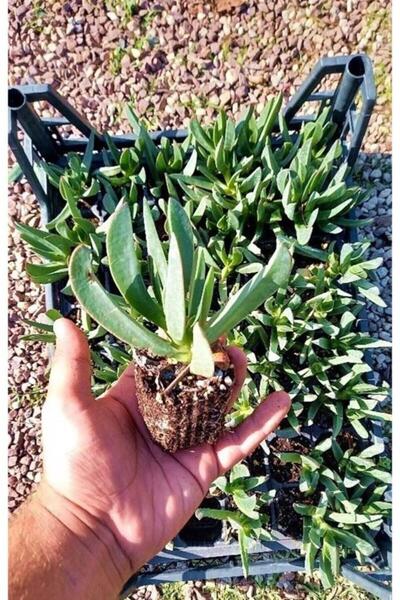 Genel Markalar Pembe Çiçekli Kazayağı Çiçeği Fidanı 1 Adet Carpobrotus Acinaciformis