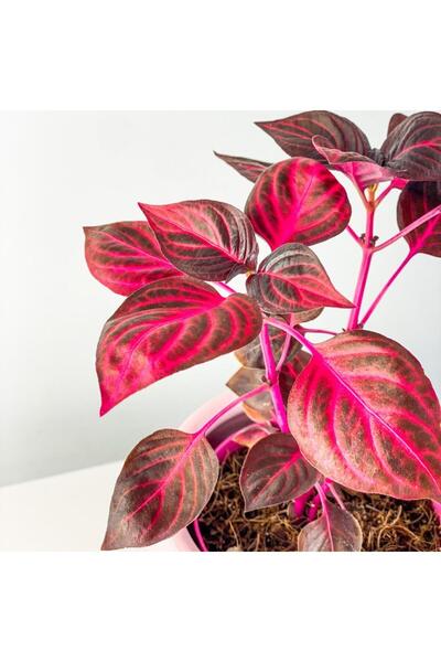 Mimoza Bitki Market Çingene Şalvarı Iresine Herbstii 8.5 Cm Saksıda