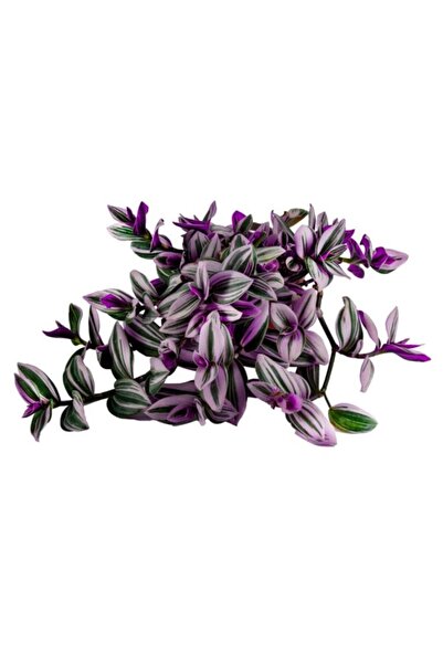 Mimoza Telgraf Çiçeği (nanouk Zebrina) 10'luk Saksıda