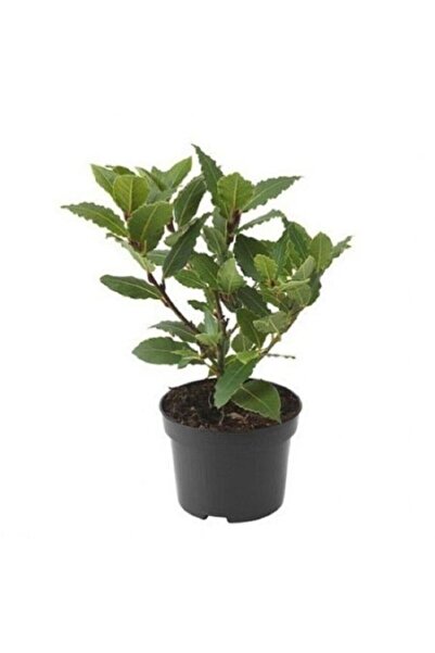 Mimoza Saksıda Laurus Nobilis Defne Fidanı 25-35 Cm
