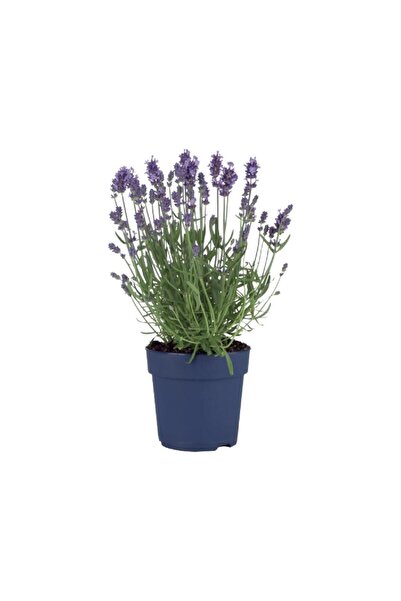 Mimoza Bitki Market Tıbbi Lavanta Fidanı 2 Adet Lavandula Angustifolia Sevtop...