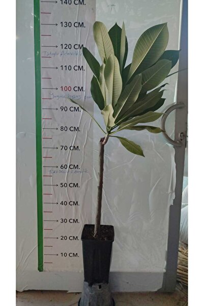 Genel Markalar Saksıda Amerikan Fulu (PLUMERİA ALBA) Ağacı Fidanı