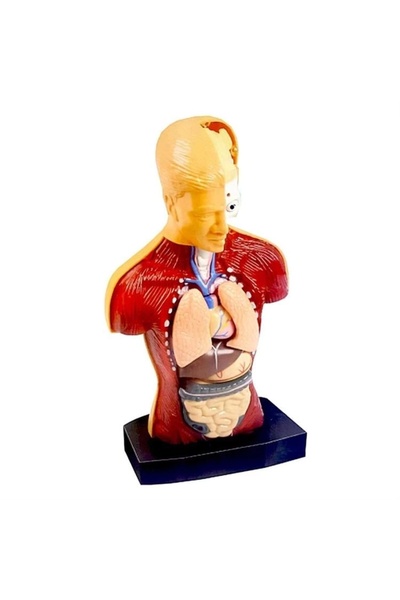 Generic Brand Kzl-3301 Boxed Human Body