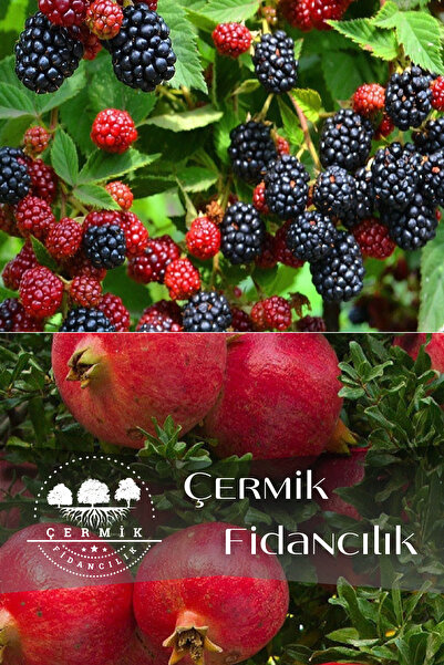 ÇERMİK FİDANCILIK 2 Çeşit Karışık Meyve Fidanı Böğürtlen Ve Hicaz Nar
