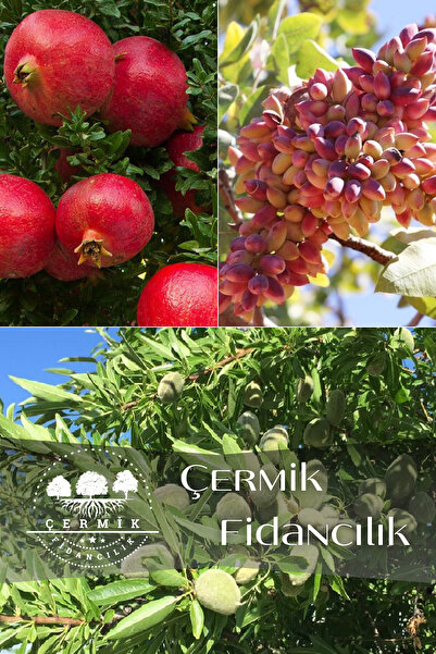 ÇERMİK FİDANCILIK 3 Çeşit Karışık Meyve Fidanı Antep Fıstığı , Nar Ve Badem